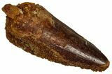 Fossil Spinosaurus Tooth - Real Dinosaur Tooth #356761-1